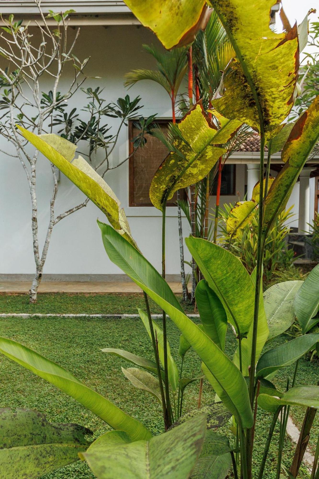 Villa White Queen Ґалле Екстер'єр фото